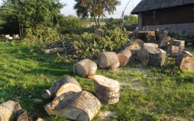 Спил и вырубка деревьев - Кострома, цены, предложения специалистов