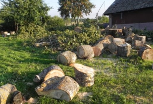 Спил и вырубка деревьев стоимость услуг и где заказать - Кострома
