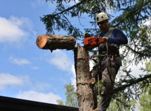Спил деревьев любой сложности в Костроме и области стоимость услуг и где заказать - Кострома