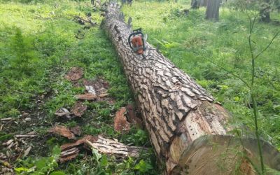 Спил и вырубка деревьев, корчевание пней - Кострома, цены, предложения специалистов