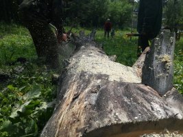 Спил и вырубка деревьев, корчевание пней стоимость услуг и где заказать - Кострома